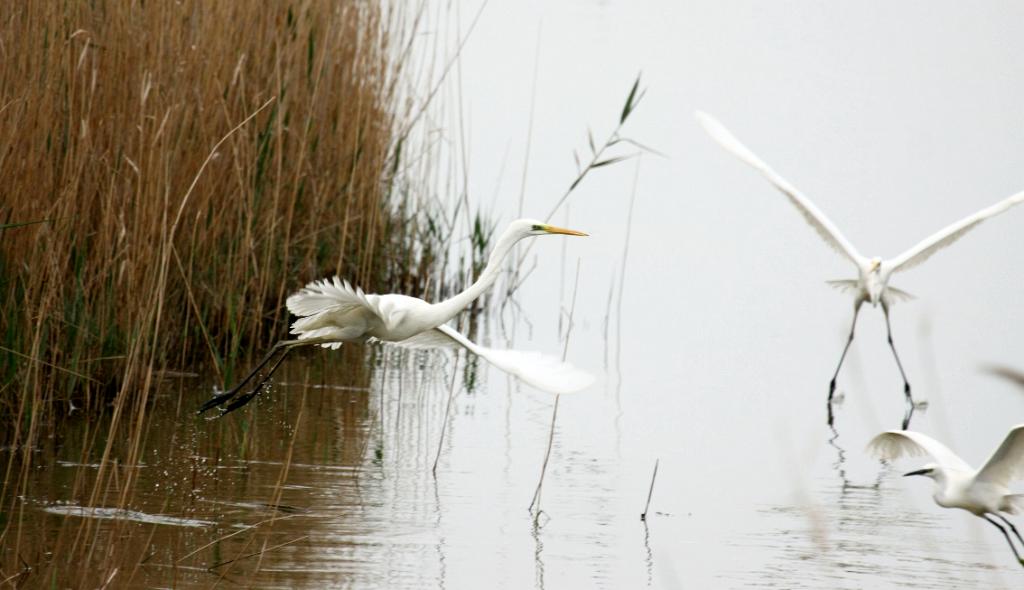 Grote zilverreiger